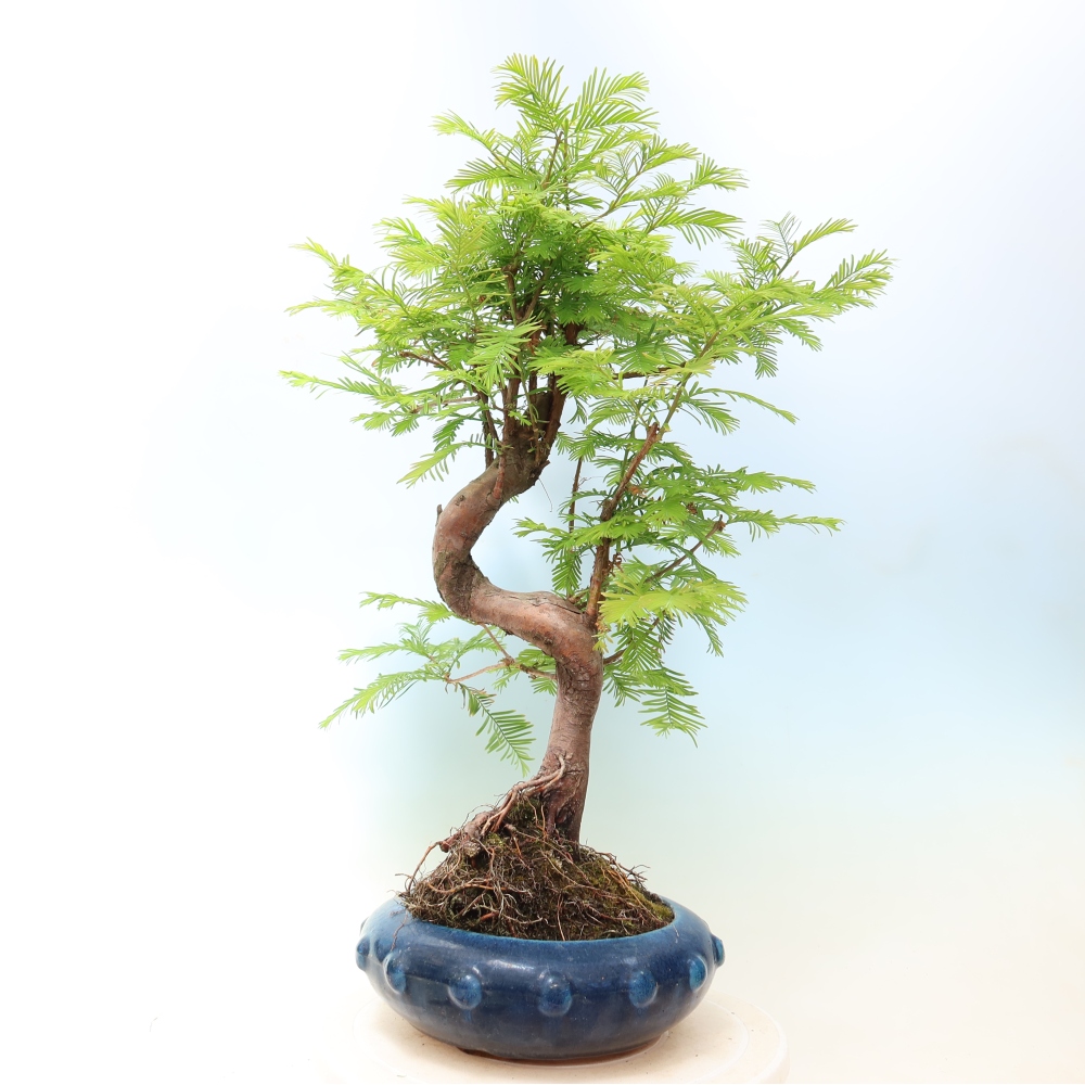 Bonsai da esterno - Metasequoia glyptostroboides - Metasequoia cinese
