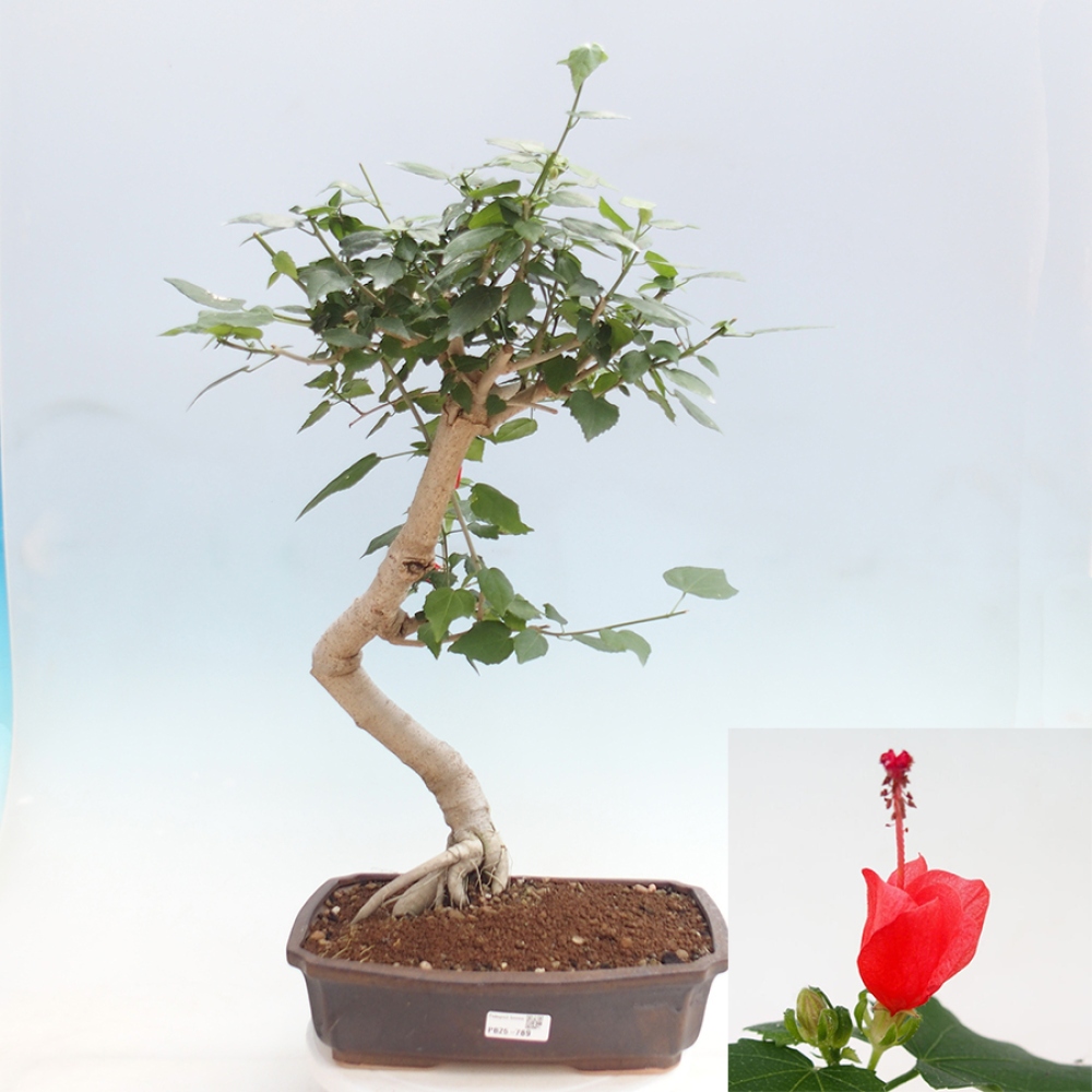 Bonsai da interno - Malvaviscus arboreus