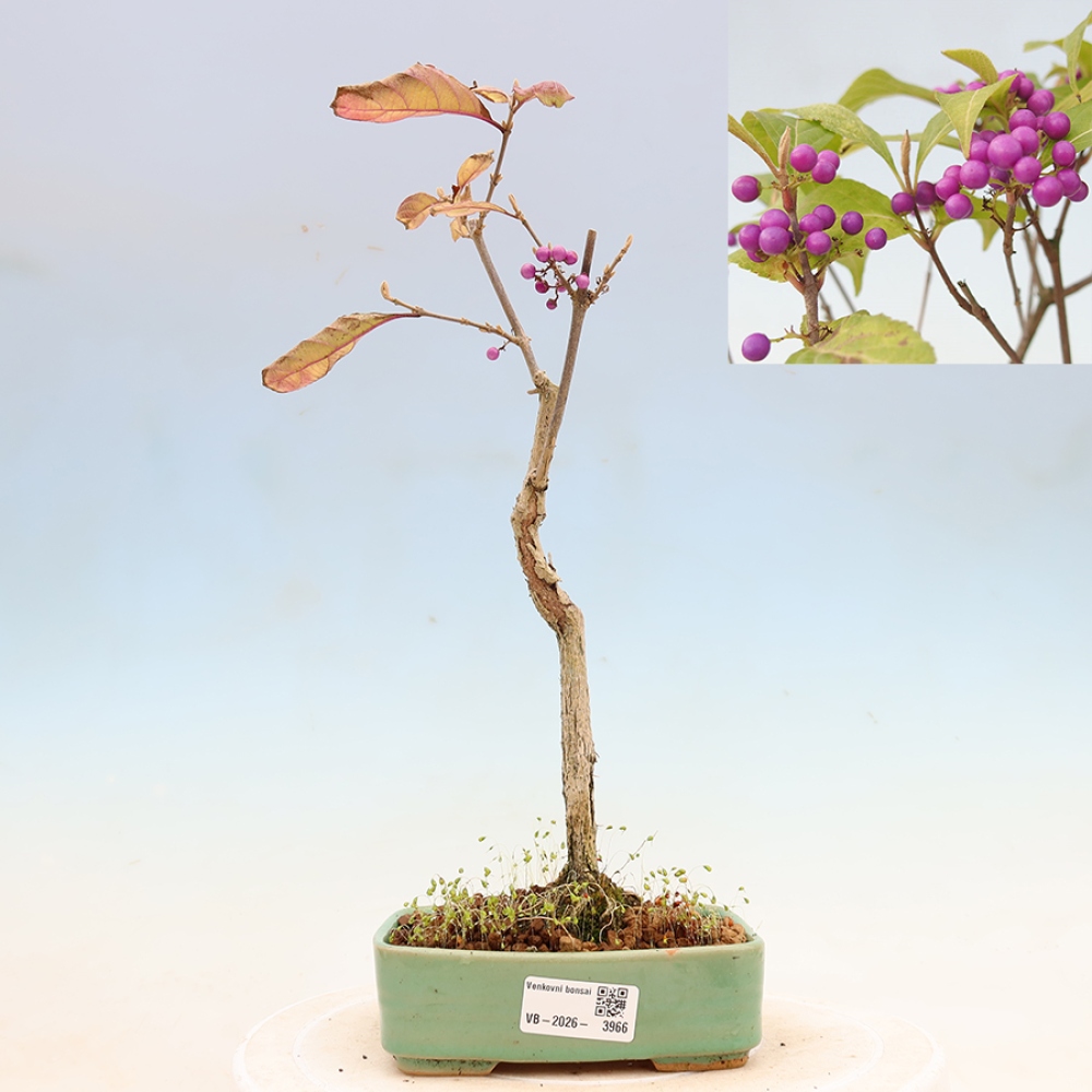 Bonsai da esterno - Callicarpa bodinierova profusione