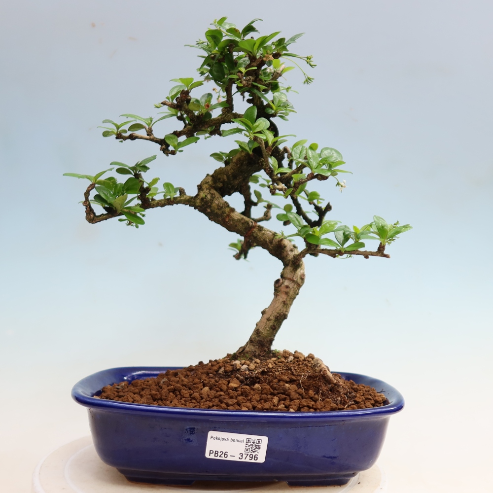 Camera bonsai - Carmona macrophylla - Tea fuki