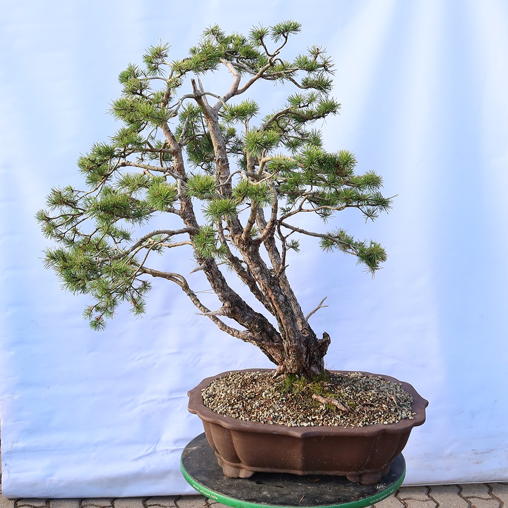 Pinus sylvestris Spagna - pino silvestre