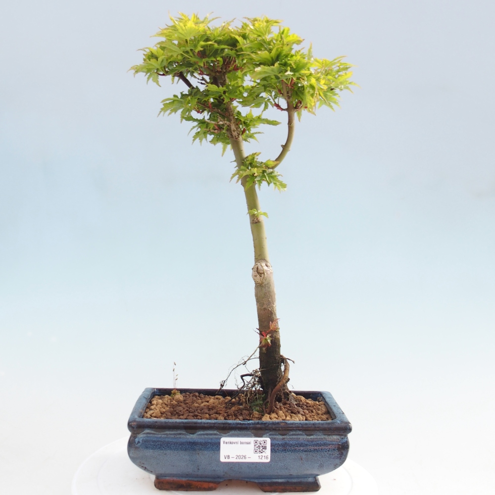 Bonsai da esterno -Palma di Giava Acer palmatum Shishigashira