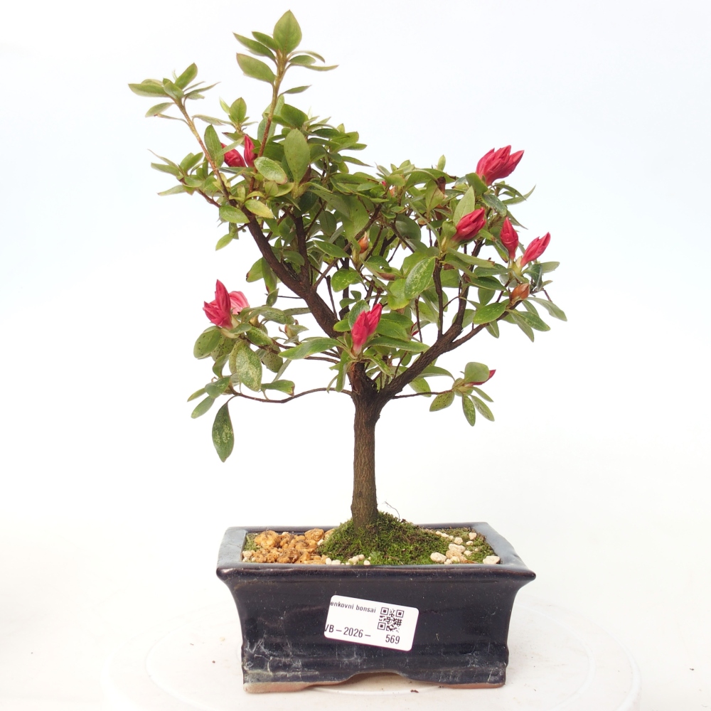 Bonsai da esterno - Azalea giapponese - Azalea sp.