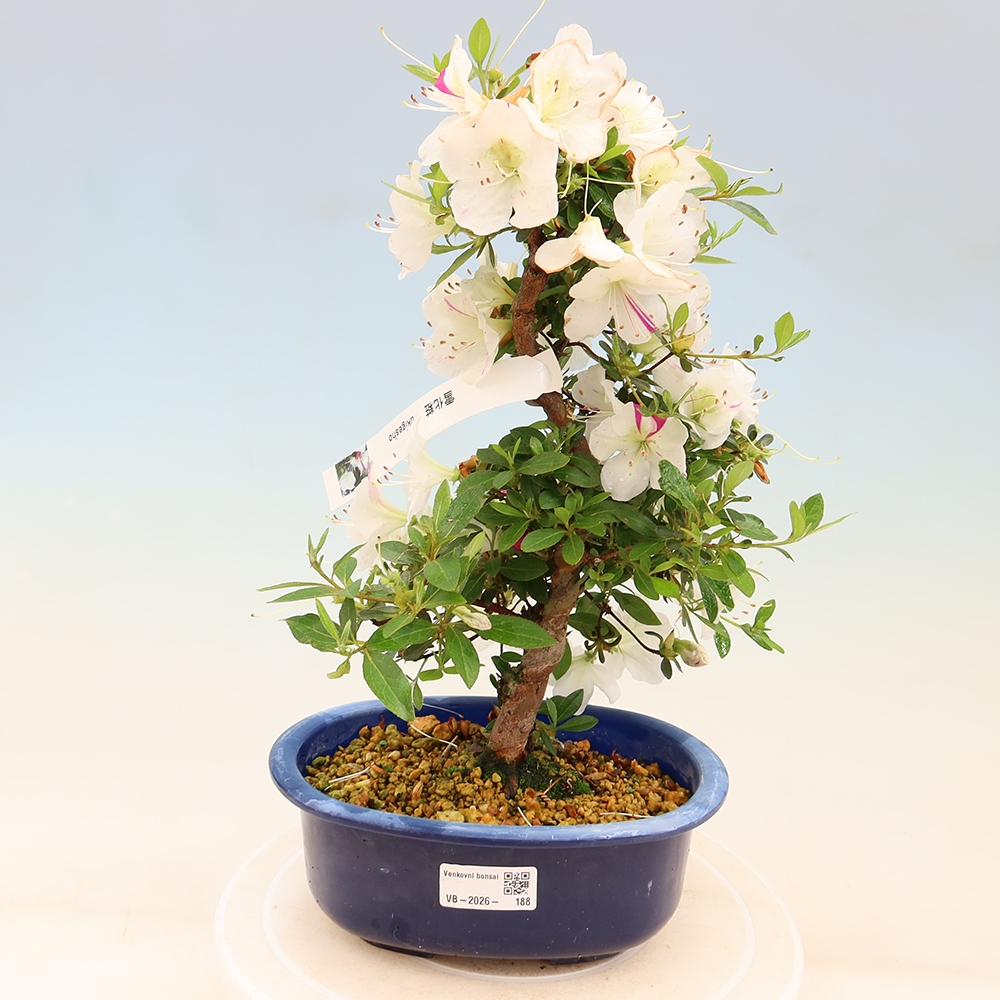 Bonsai da esterno - Azalea giapponese - Azalea Yukigesho