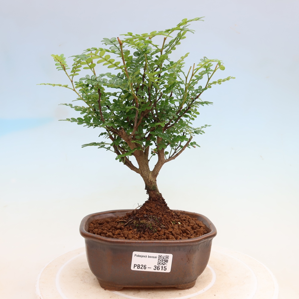 Camera bonsai - Zantoxylum piperitum - albero del pepe