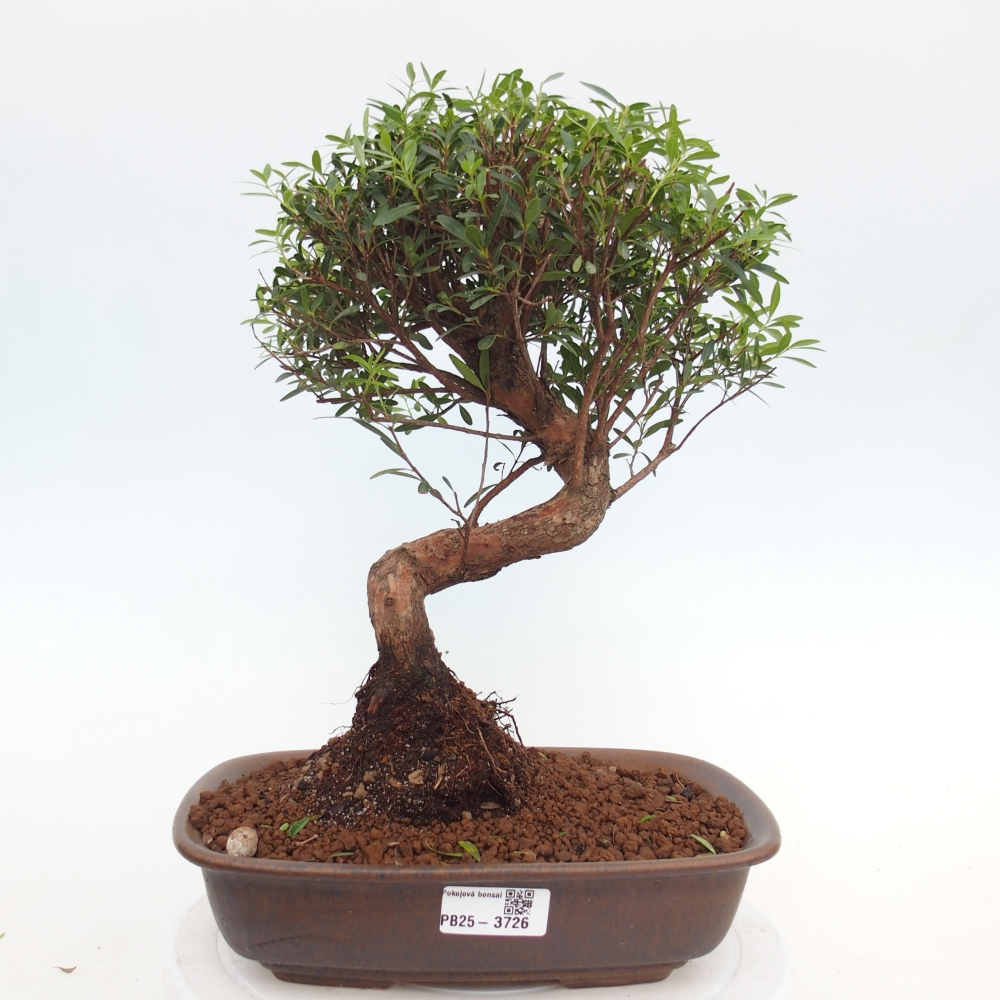 Camera bonsai - Syzygium - Pimento
