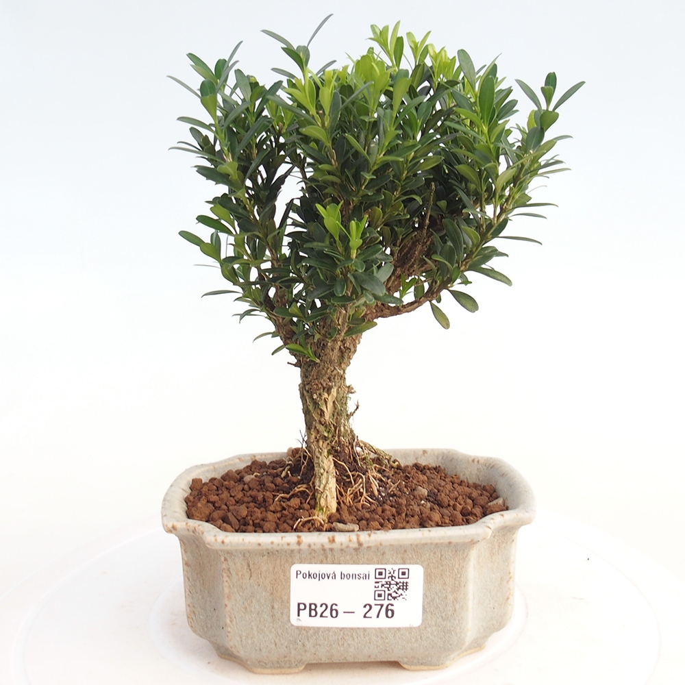 Camera bonsai - Buxus harlandii - buxus da sughero