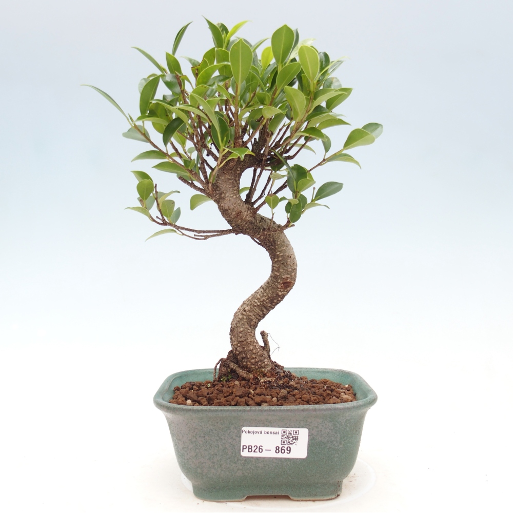 Camera bonsai - Ficus retusa - ficus a foglie piccole
