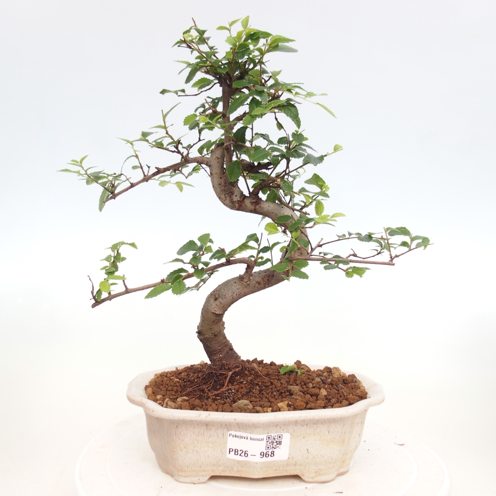 Camera bonsai - Ulmus parvifolia - Olmo a foglie piccole