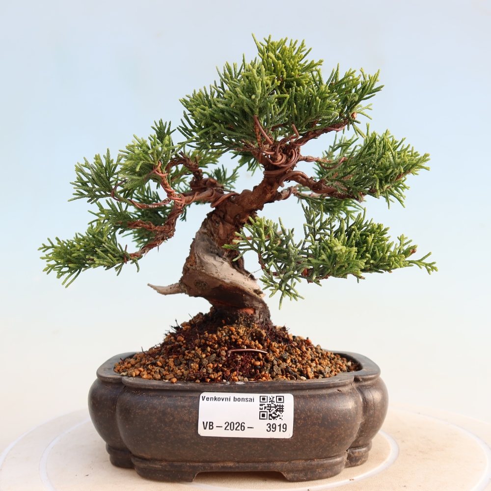 Bonsai da esterno - Juniperus chinensis Itoigawa