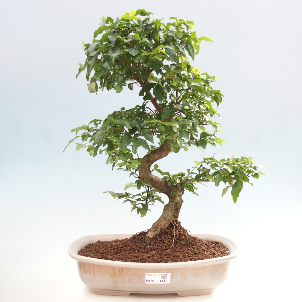 Camera bonsai -Ligustrum chinensis - Becco d'uccello