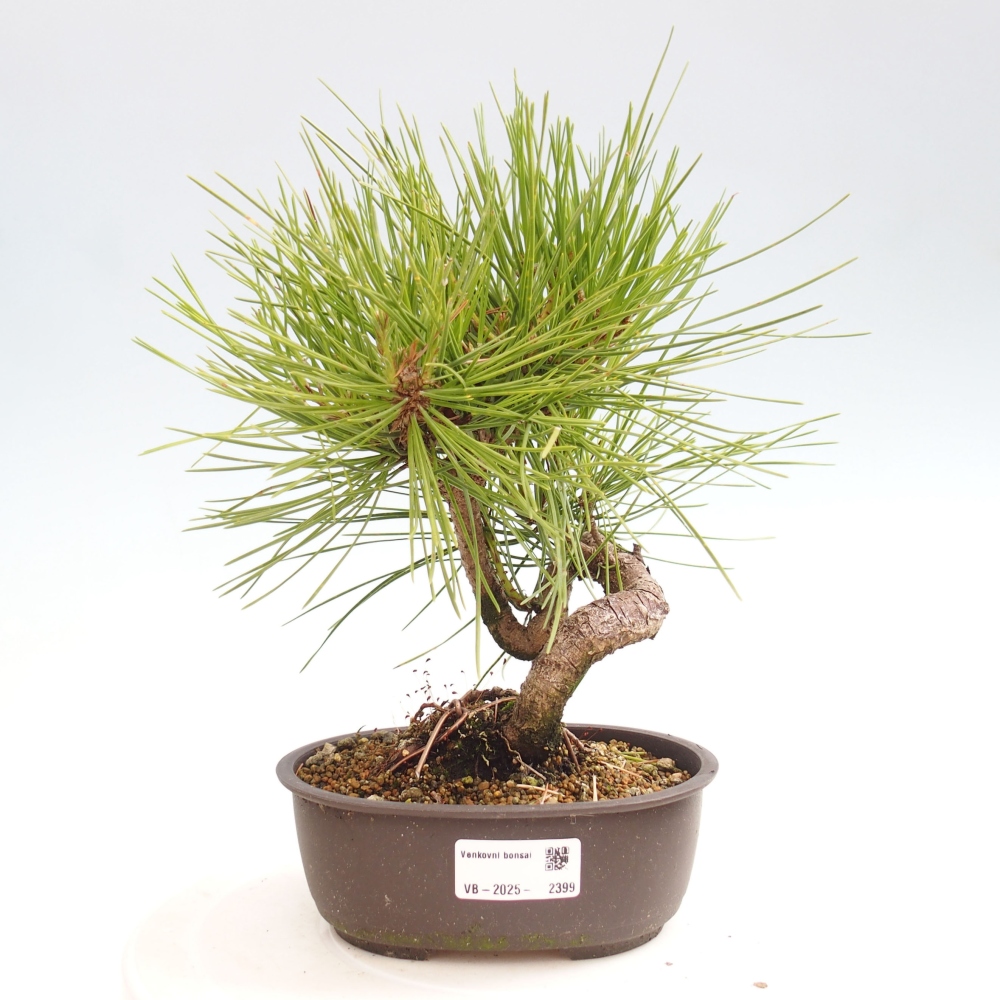 Bonsai da esterno - Pinus thunbergii - Pino di Thunberg