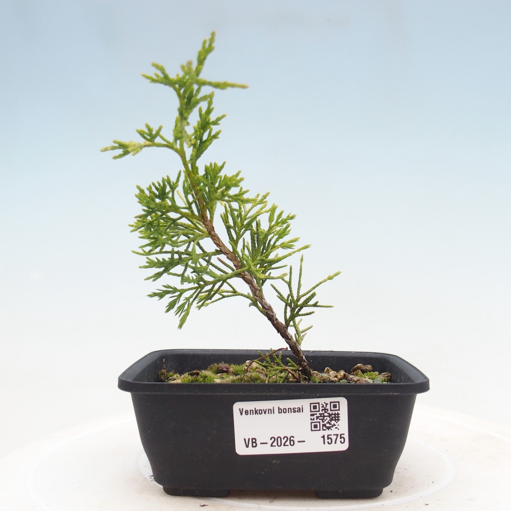Bonsai da esterno - Juniperus chinensis Itoigawa