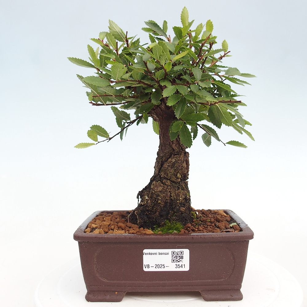 Bonsai da esterno - Zelkova - Zelkova NIRE