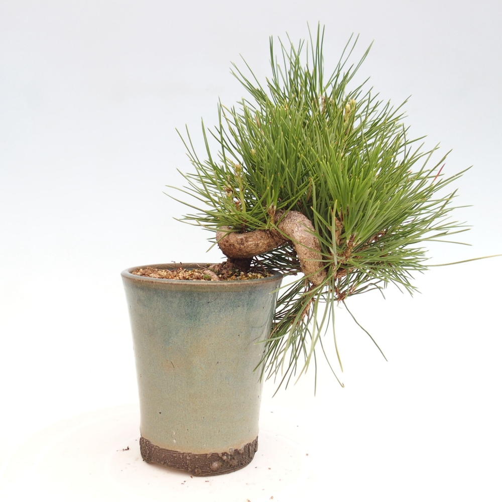 Bonsai da esterno - Pinus thunbergii - Pino di Thunberg