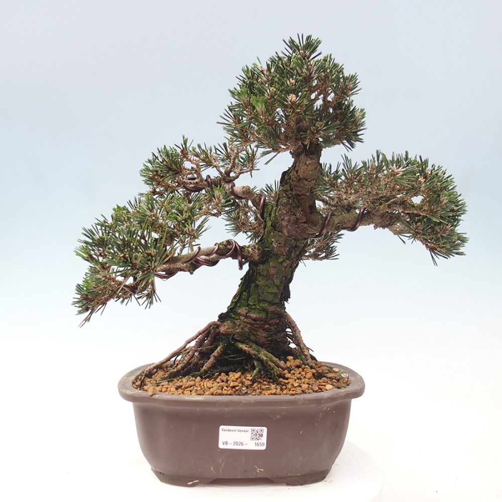 Bonsai da esterno - Pinus thunbergii Kotobuki - Pino di Thunberg