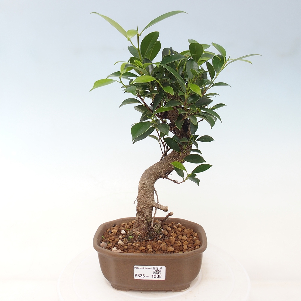 Camera bonsai - Ficus retusa - ficus a foglie piccole