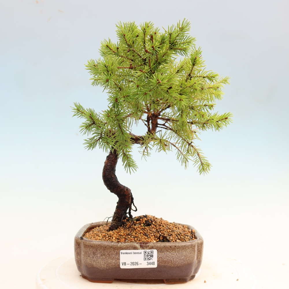Bonsai da esterno - Abete grigio - Picea glauca globe