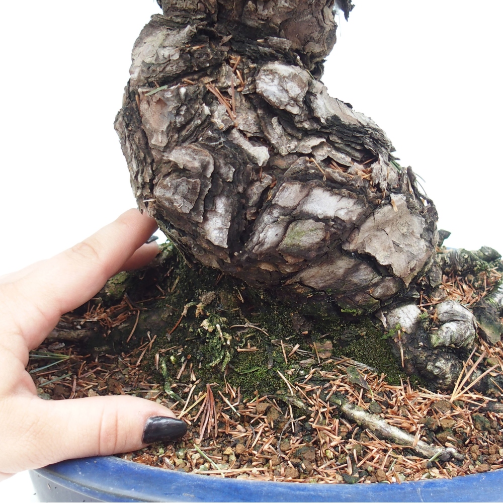 Bonsai da esterno - Pinus parviflora - Pinus parviflora