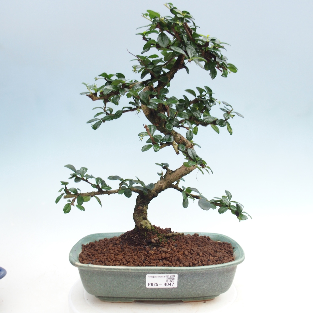 Camera bonsai - Carmona macrophylla - Tea fuki