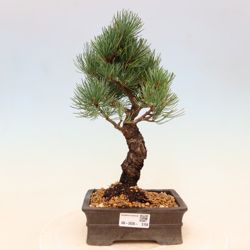 Bonsai da esterno - Pinus parviflora - Pinus parviflora
