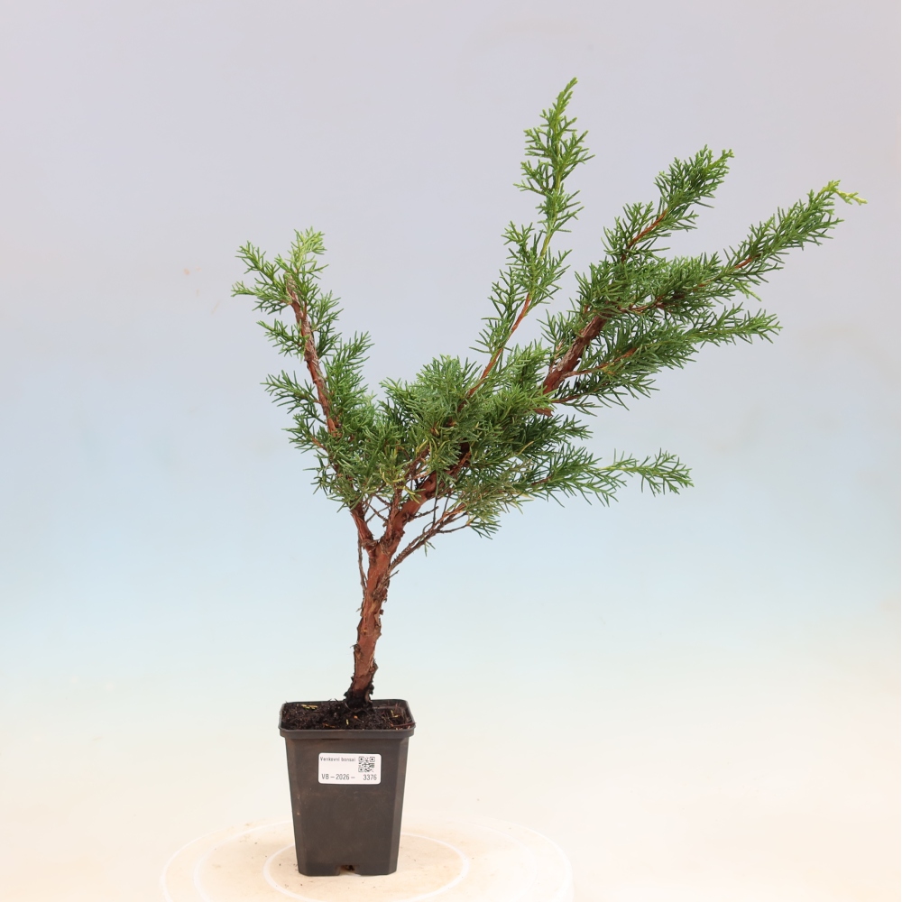 Bonsai da esterno - Juniperus chinensis Kishu
