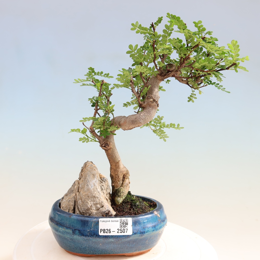 Camera bonsai - Zantoxylum piperitum - albero del pepe