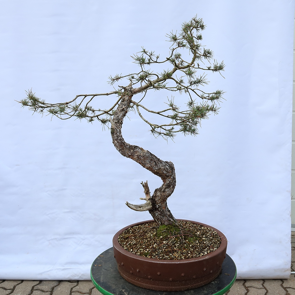 Pinus sylvestris Spagna - pino silvestre