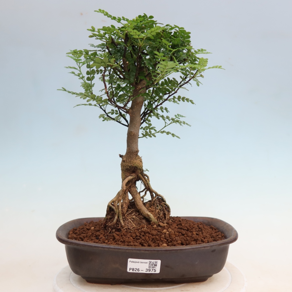 Camera bonsai - Zantoxylum piperitum - albero del pepe