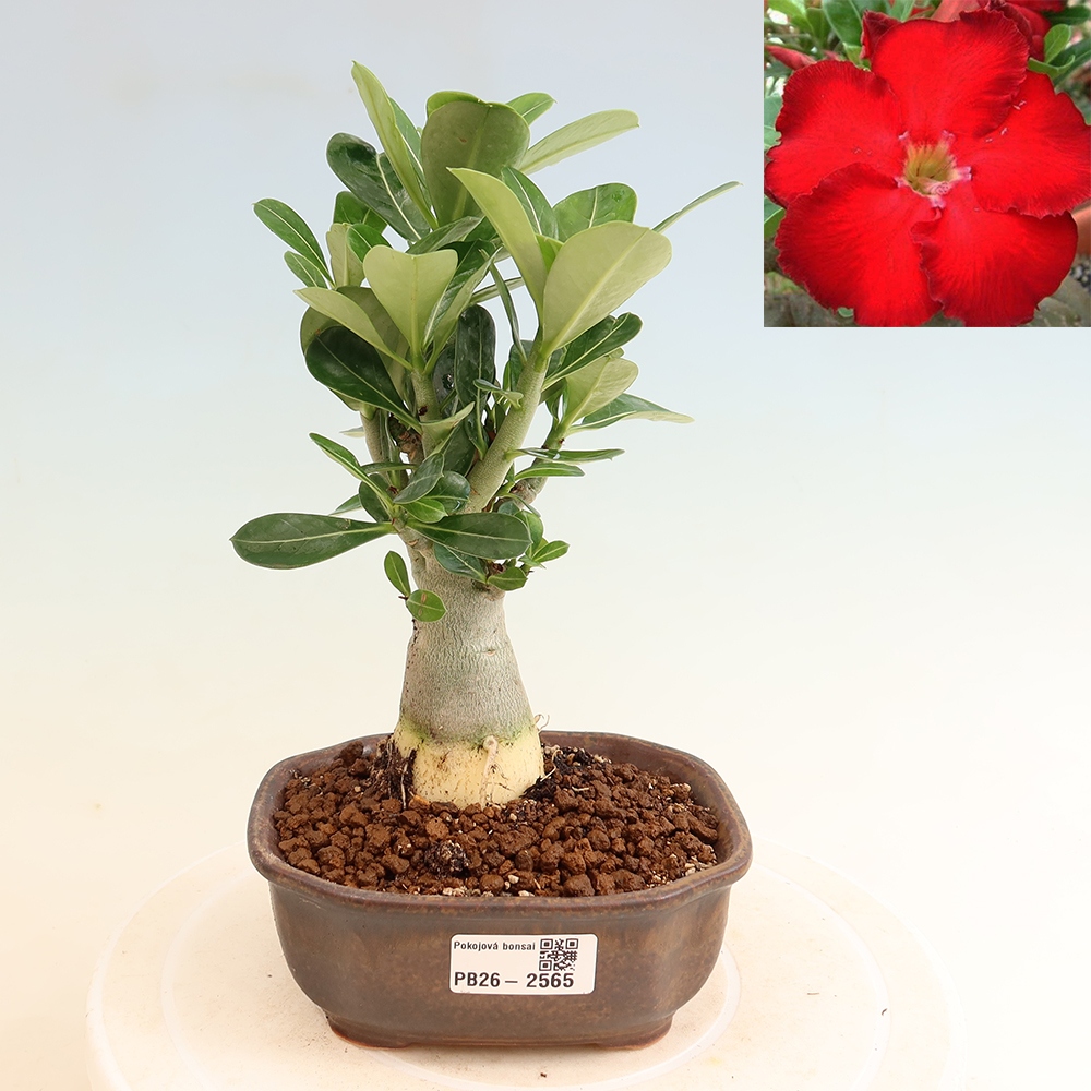 Bonsai da interno - Adenium obesum Red Star - Rosa del deserto
