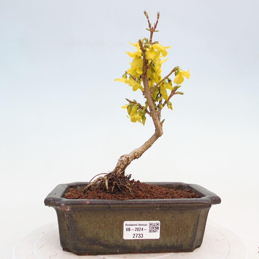 Bonsai da esterno - Zlatice - Forsythia intermedia