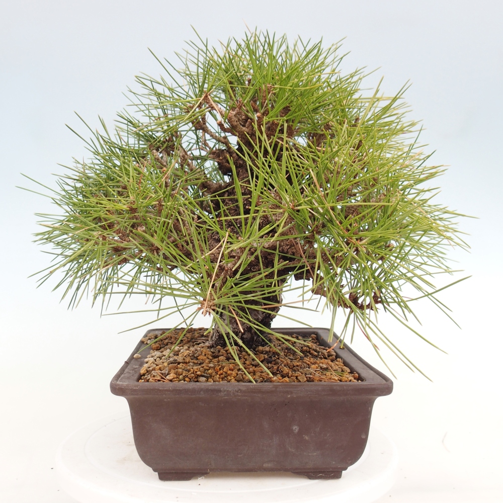 Bonsai da esterno - Pinus thunbergii - Pino di Thunberg