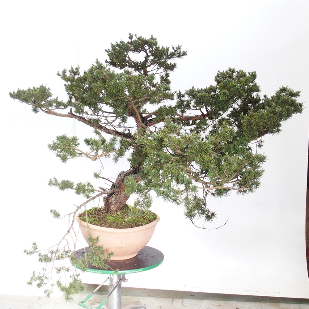 Yamadori - Pinus sylvestris Spagna