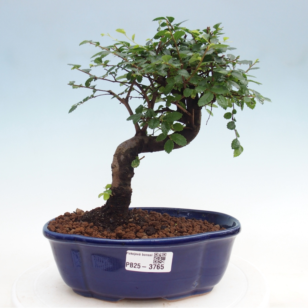 Camera bonsai - Ulmus parvifolia - Olmo a foglie piccole