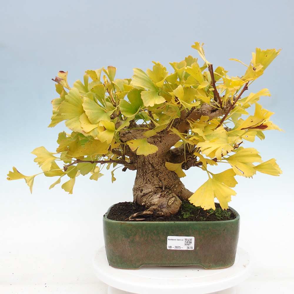 Bonsai da esterno - Ginkgo biloba - Ginkgo biloba