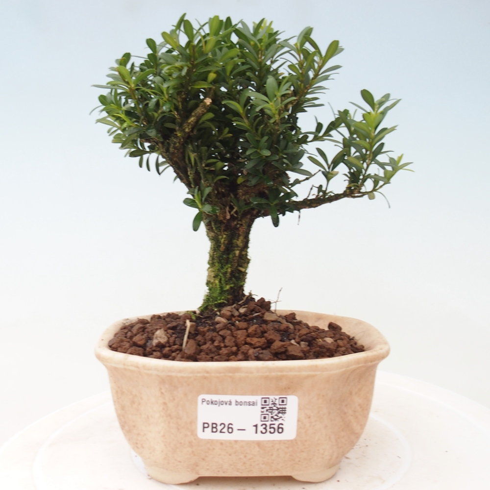 Camera bonsai - Buxus harlandii - buxus da sughero