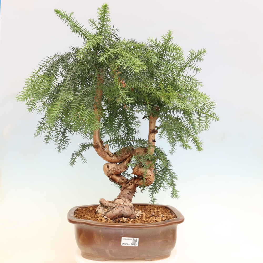 Bonsai da camera - Araucaria - Abete da camera