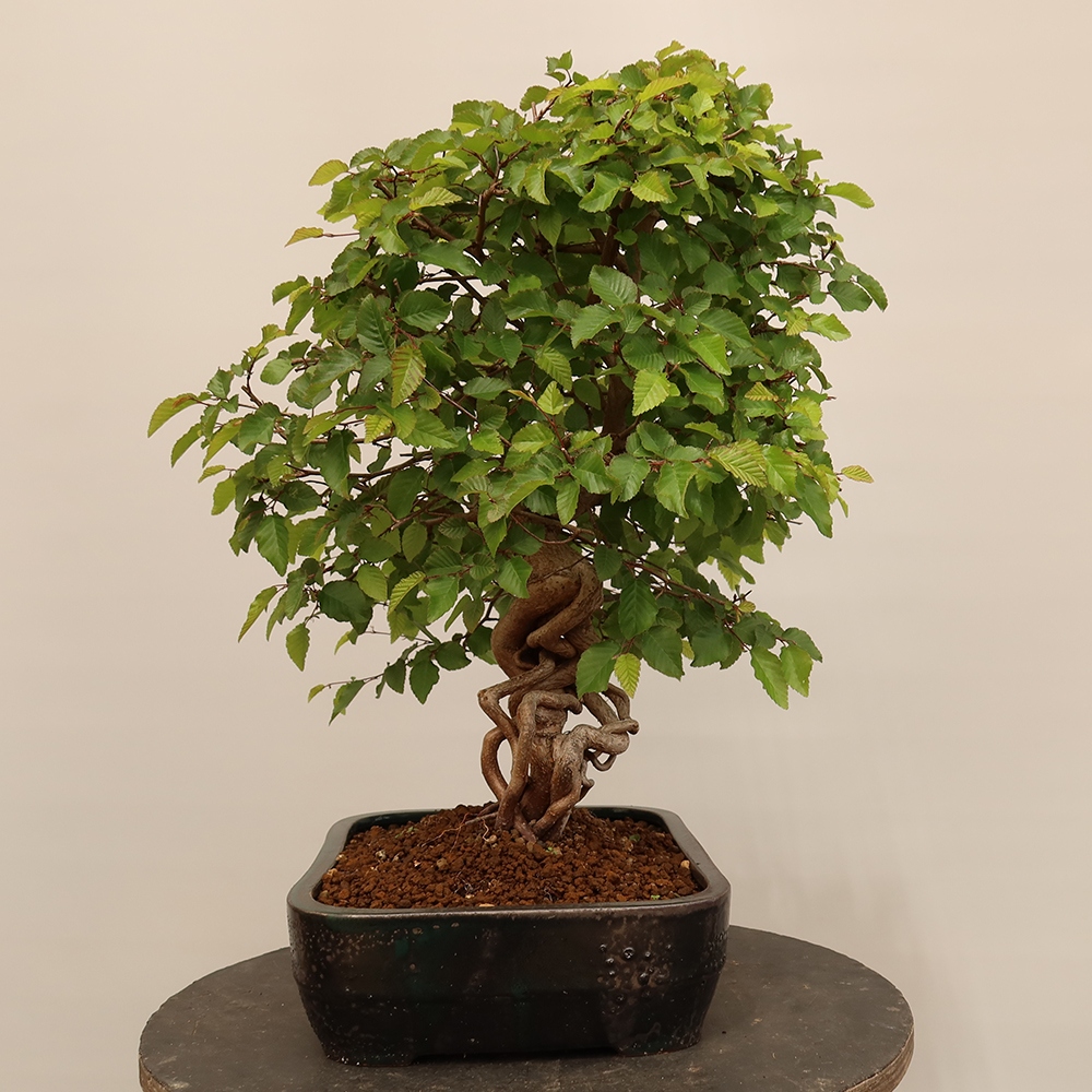 Bonsai da esterno -Carpinus Coreana - Carpino coreano