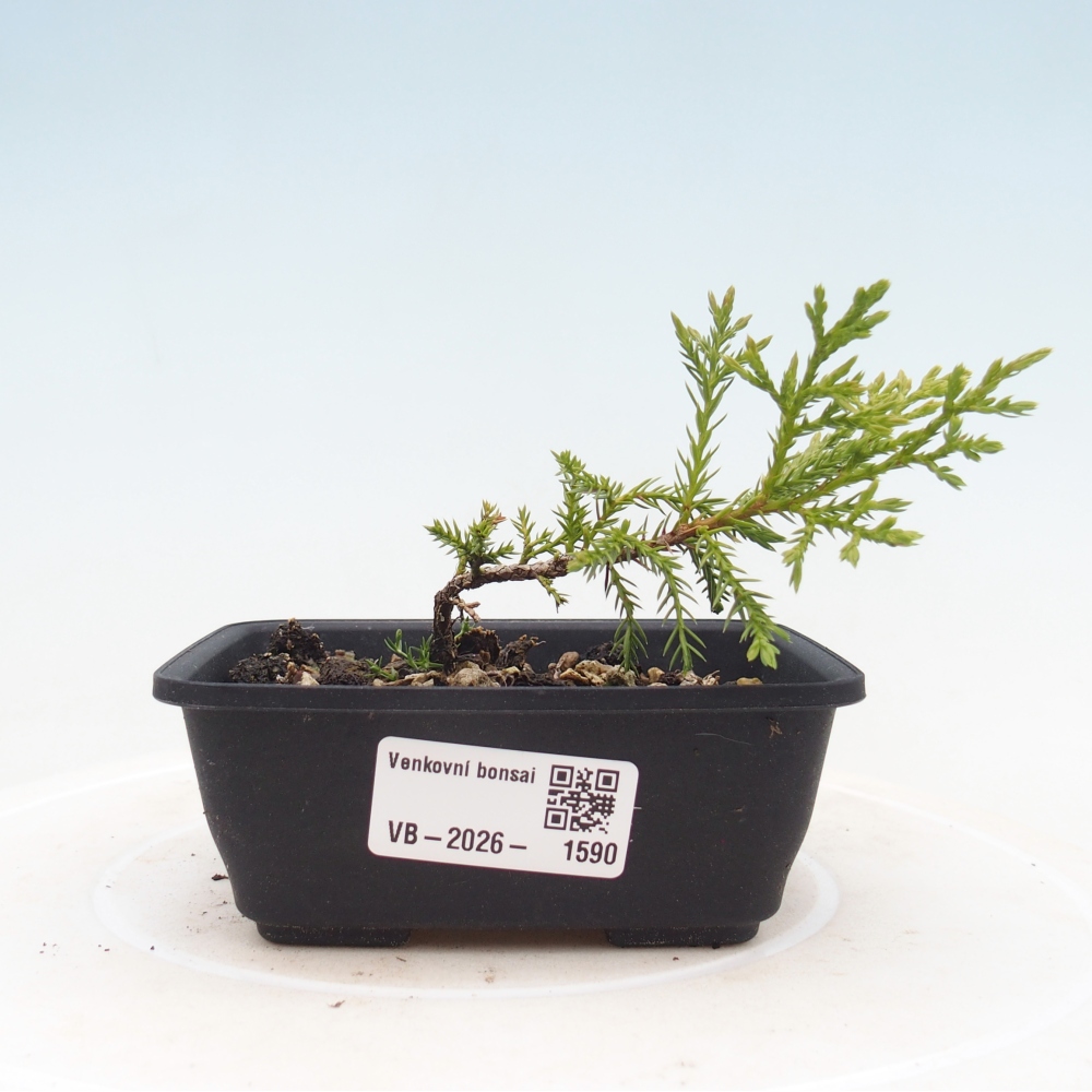 Bonsai da esterno - Juniperus chinensis Itoigawa