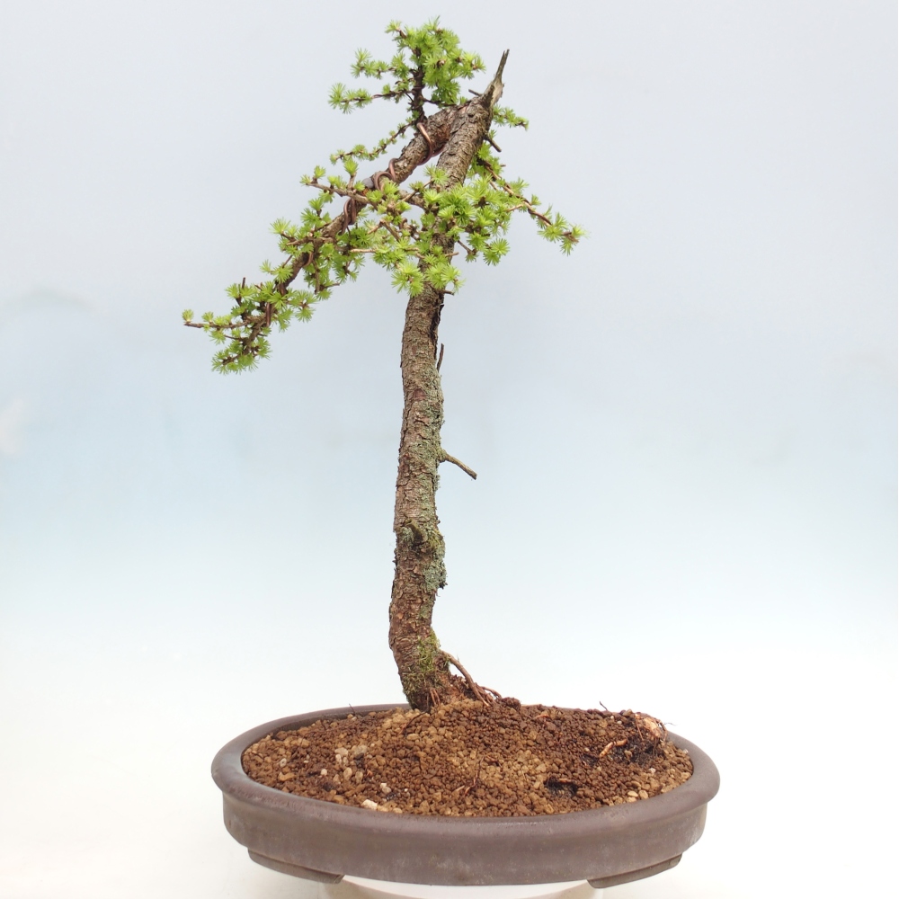 Bonsai da esterno -Larix decidua - Larice - Solo trasporto su pallet