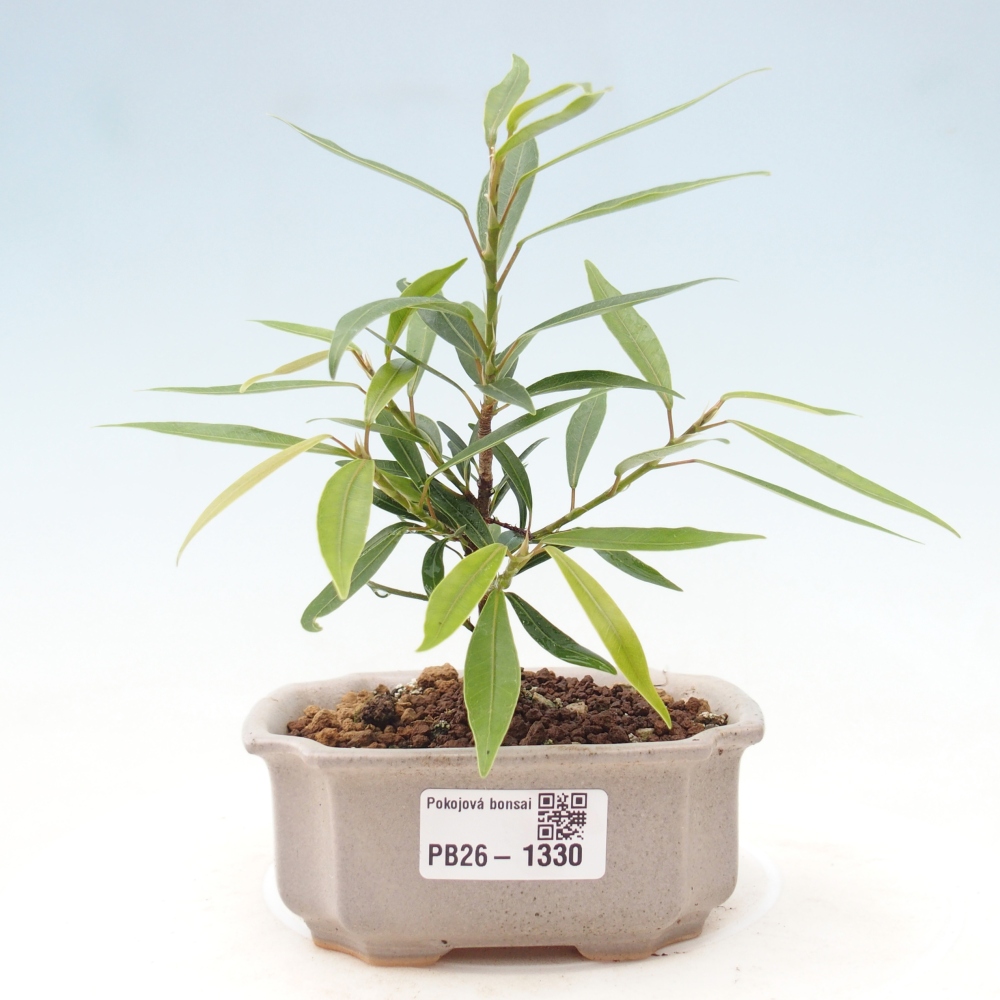Camera bonsai - Ficus nerifolia - ficus a foglie piccole