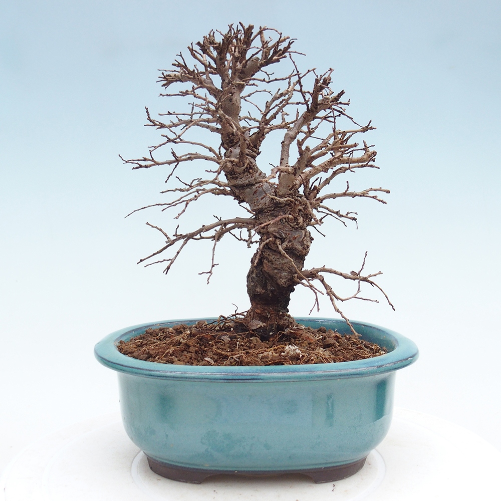 Bonsai da esterno - Zelkova - Zelkova NIRE