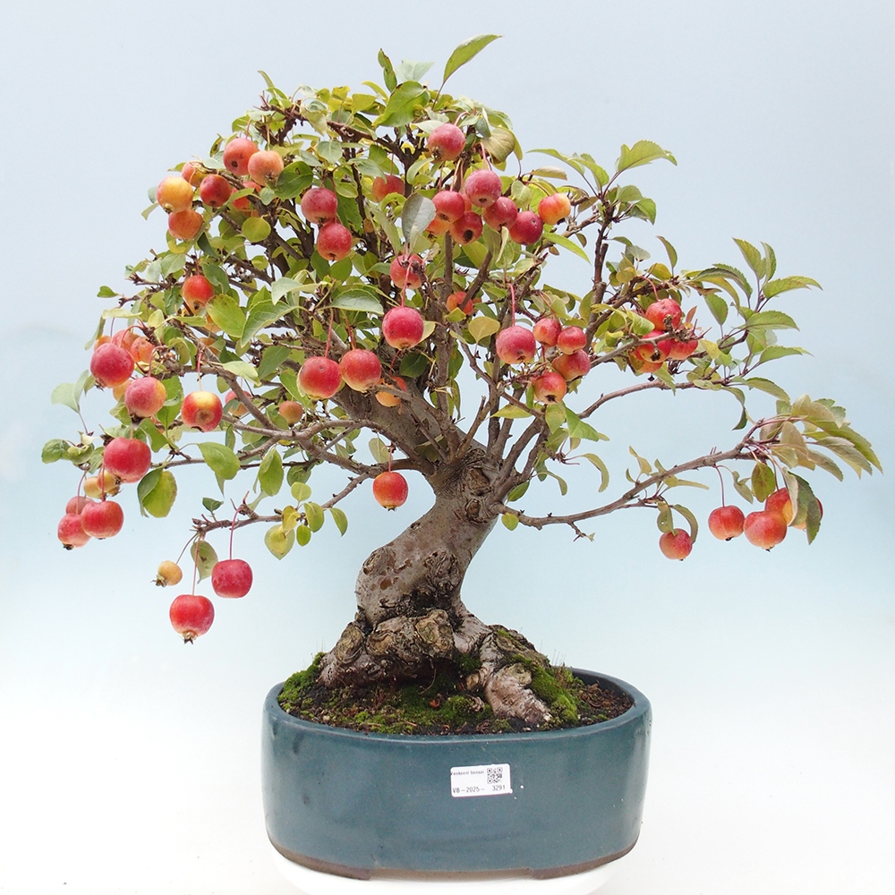 Bonsai da esterno -Malus halliana - Melo a frutto piccolo