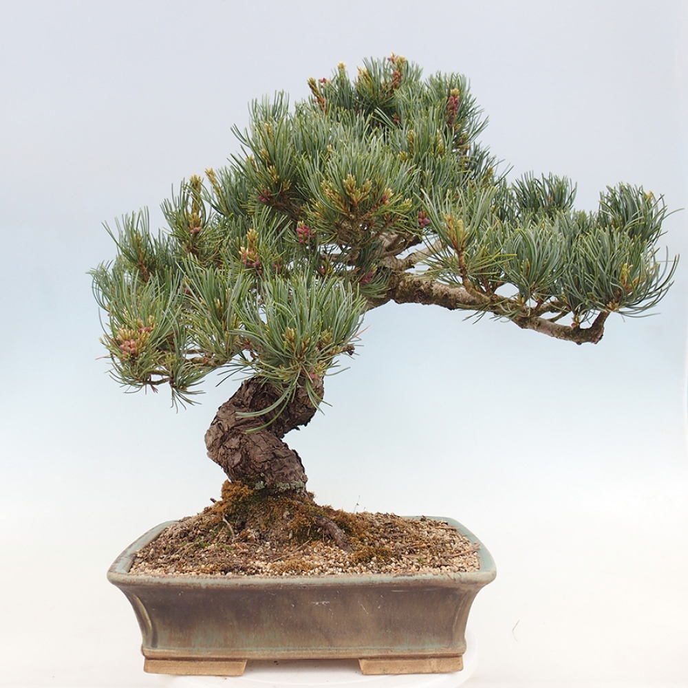 Bonsai da esterno - Pinus parviflora - Pinus parviflora