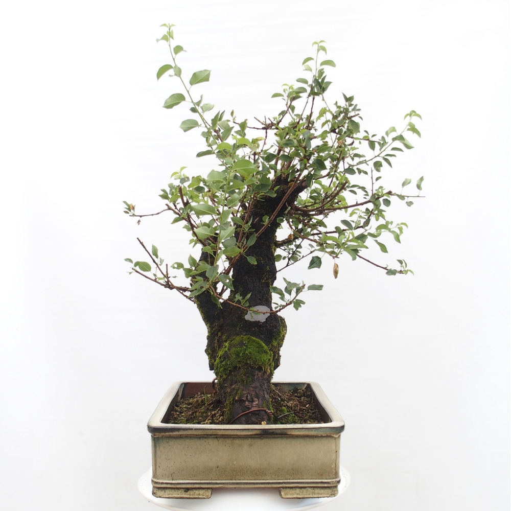 Bonsai da esterno - Mahalebka - Prunus mahaleb