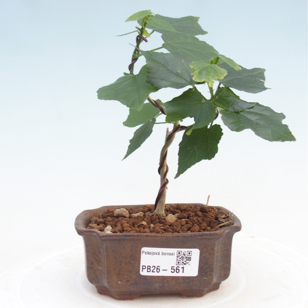 Bonsai da interno - Malvaviscus arboreus