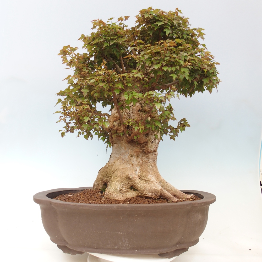 Bonsai da esterno - Acer Buergerianum - Acero di Burger