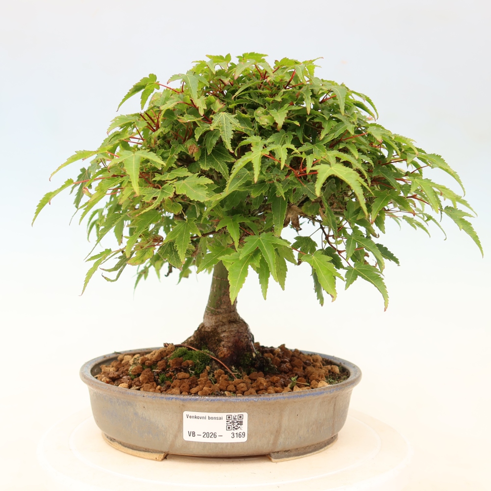 Acer palmatum KIOHIME - Acero palmato