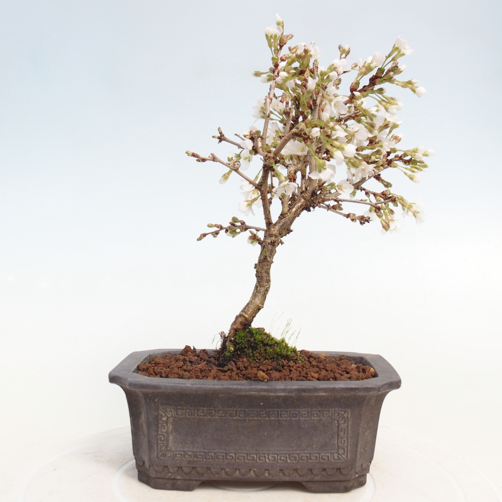 Bonsai da esterno - Prunus incisa Kojou-no mai-Plivon ritagliato
