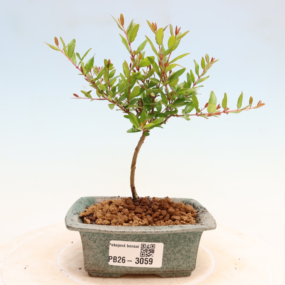 Camera bonsai-PUNICA granatum nana-Mela granata